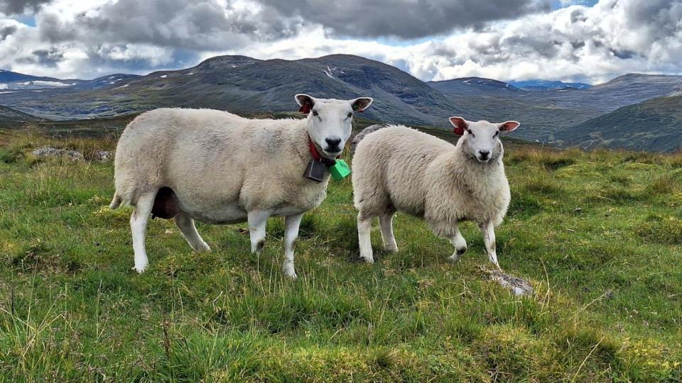 Lenkje til artikkel: Temakveld: Framtidas beitebruk- moglegheiter, utfordringar og løysingar 