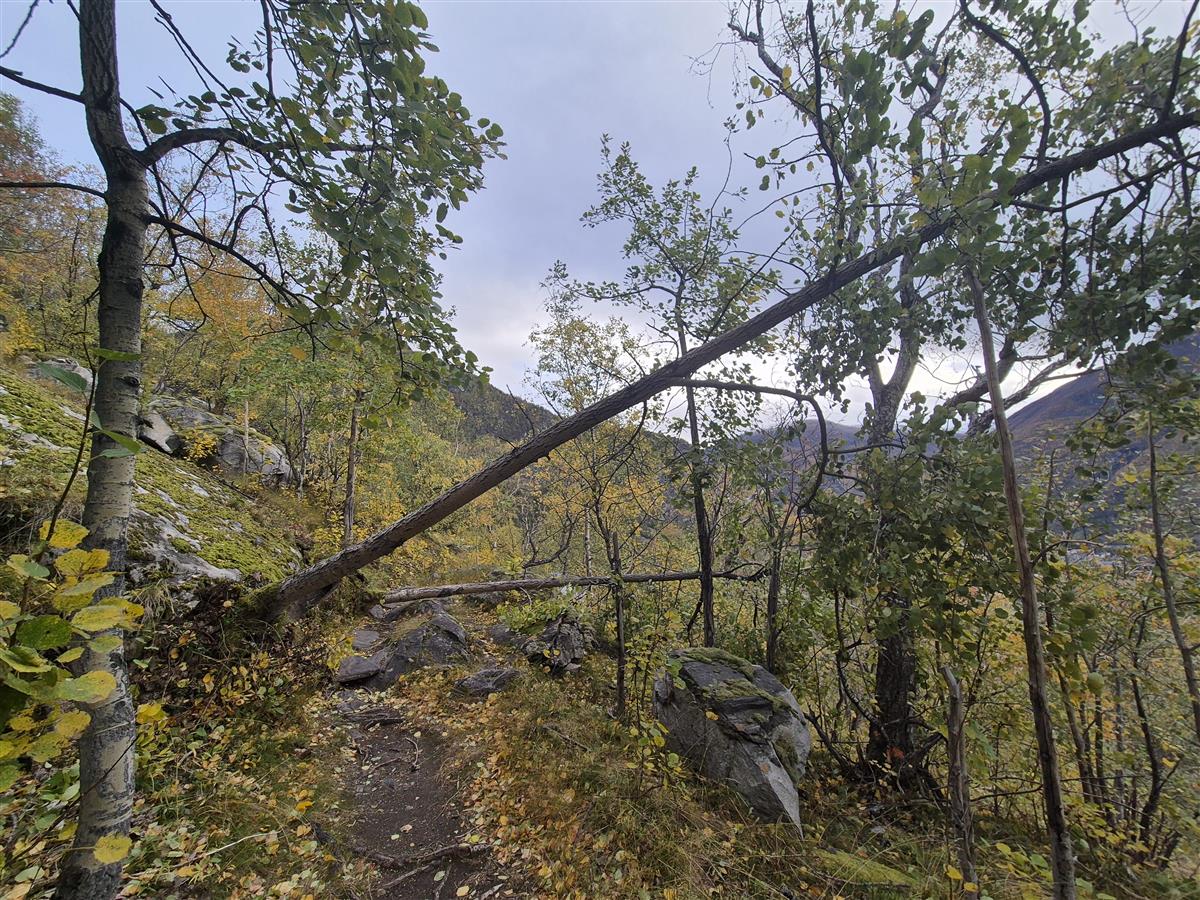 Trefall  - Klikk for stort bilete